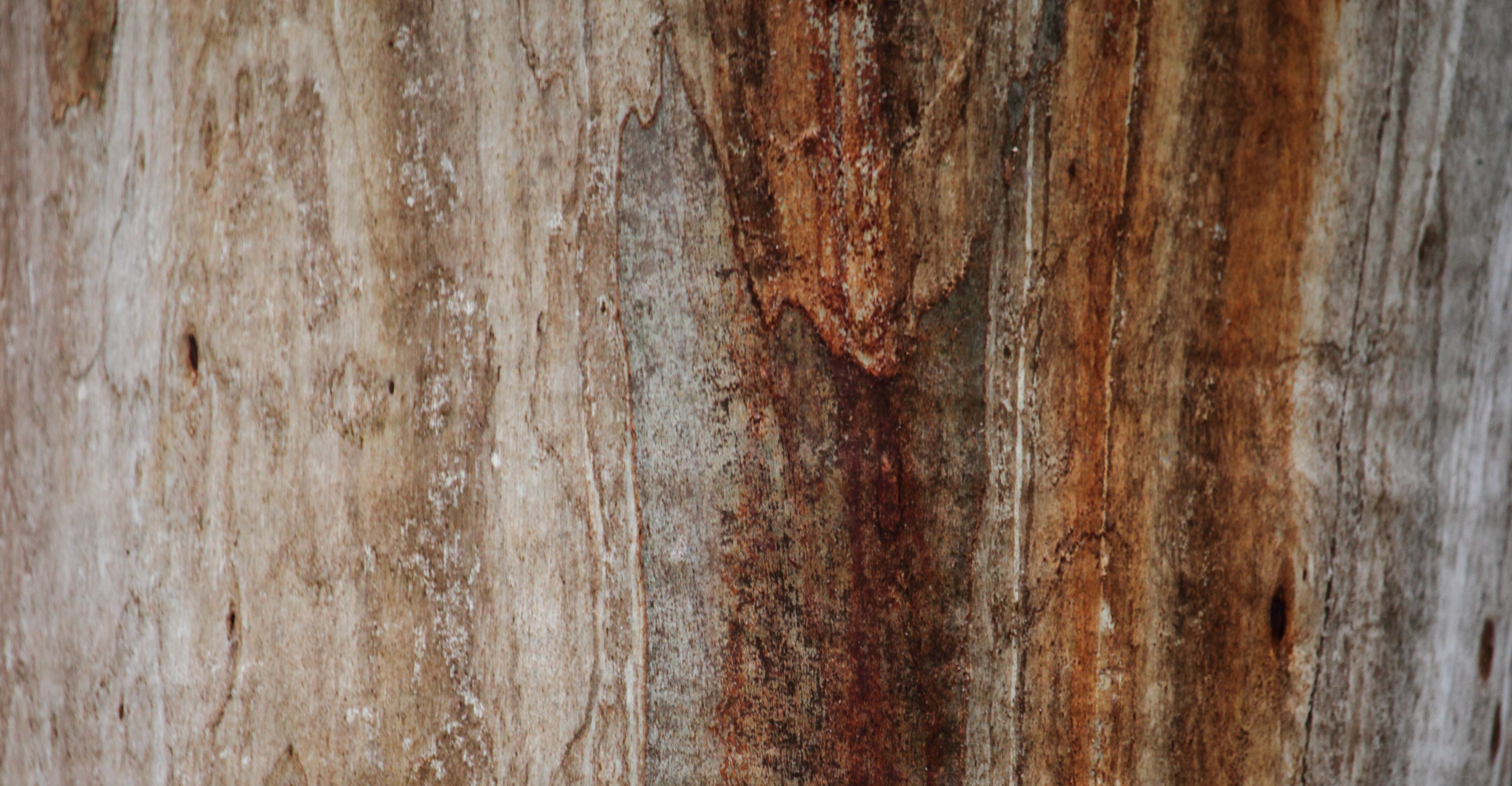 Bark Detail