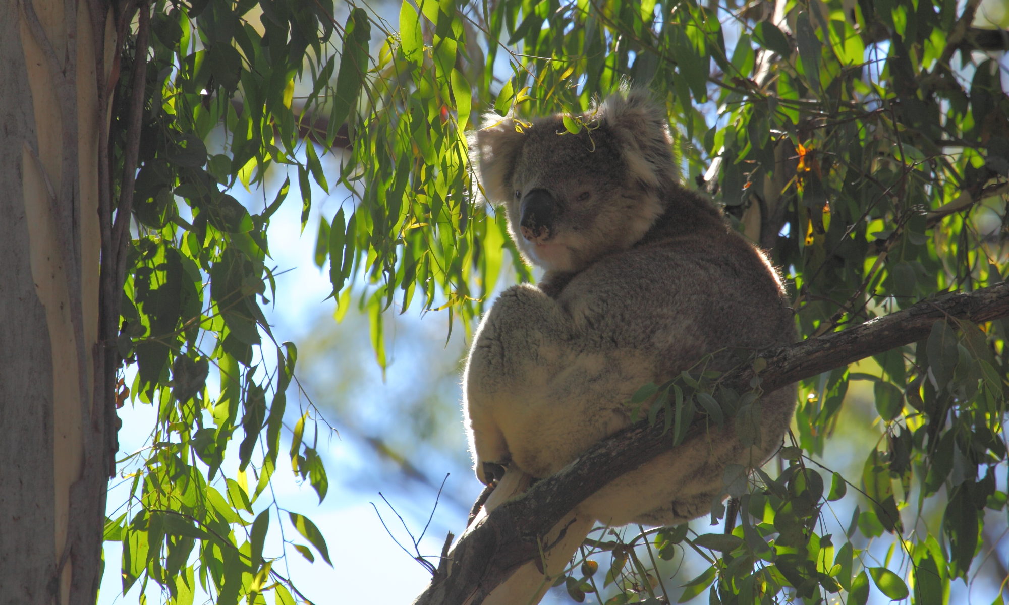 Koala