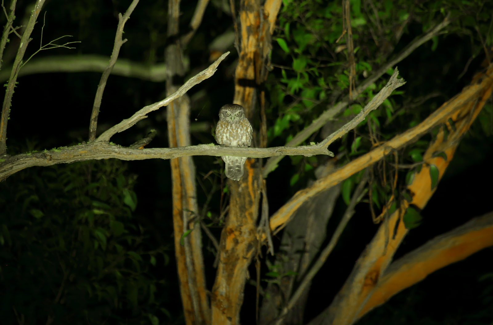 Southern Boobook