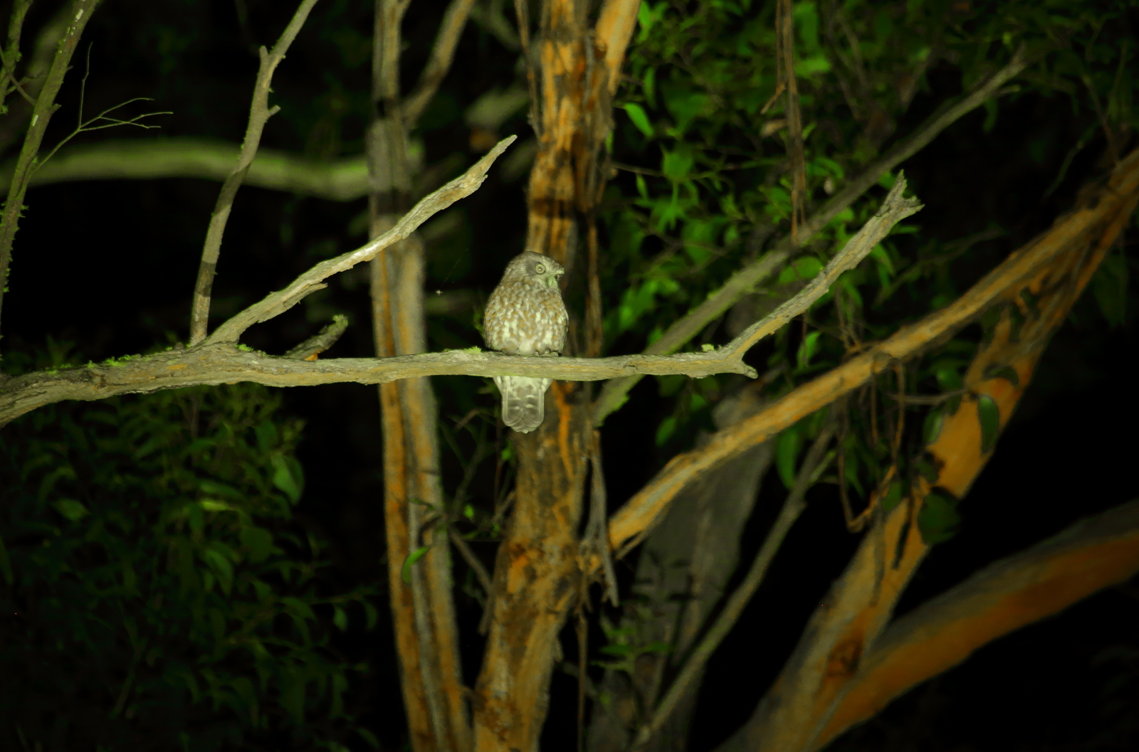 Southern Boobook
